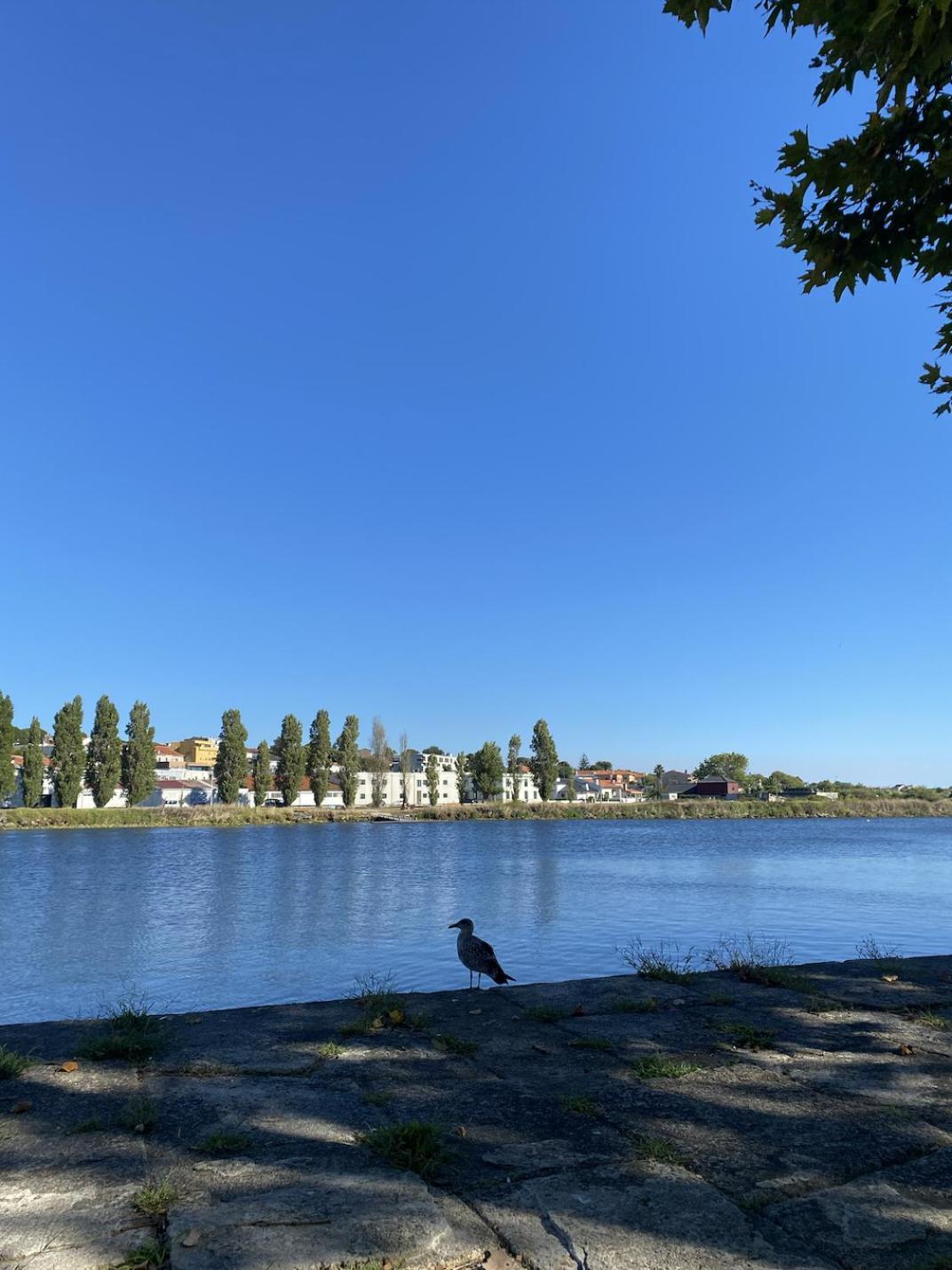 Apartament Praceta Vila Do Conde Eksteriør bilde